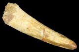 Spinosaurus Tooth - Real Dinosaur Tooth #176679-1